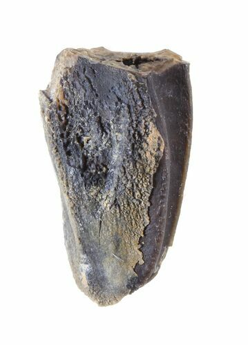 Hadrosaur (Kritosaurus?) Tooth - Aguja Formation, Texas #50679